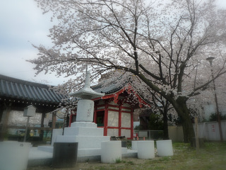 桜と供養塔